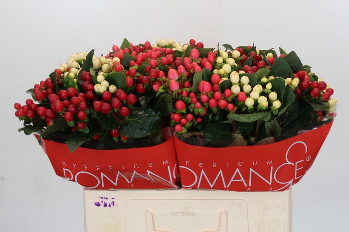 Hypericum Rainbow Romance