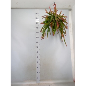 Lepismium cruciforme