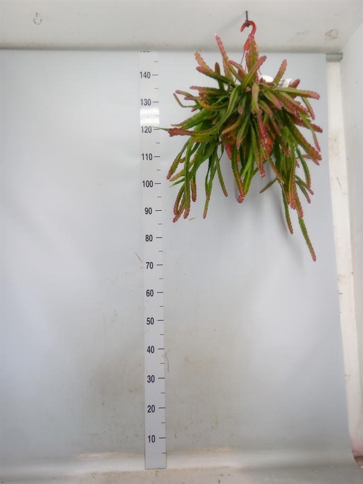 <h4>Lepismium cruciforme</h4>