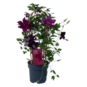 Nolina Clematis | Garland Red