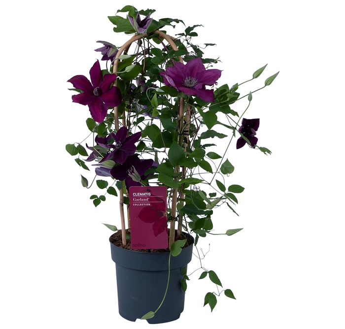 <h4>Nolina Clematis | Garland Red</h4>