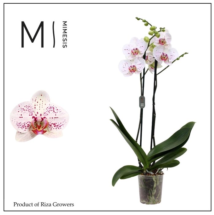 <h4>Phalaenopsis Goya 2 spike - 12cm | Mimesis</h4>