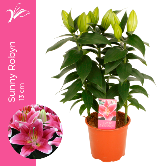 <h4>Lilium Sunny Robyn 13 cm (or. lelie)</h4>