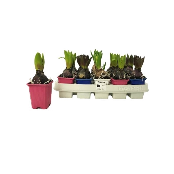 <h4>Hyacint mix 7cm Color pot</h4>