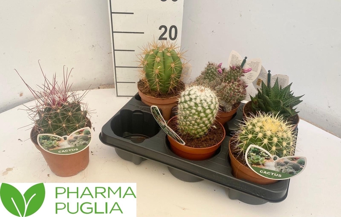 <h4>CACTUS GEM</h4>