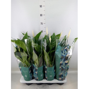 Spathiphyllum  'Sweet Ricardo'