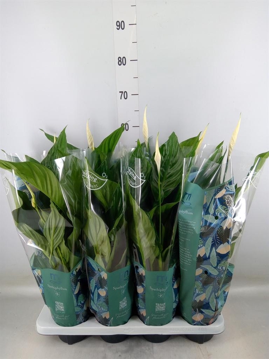 <h4>Spathiphyllum 'Sweet Ricardo'</h4>