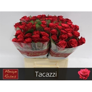 Rosa la tacazzi+