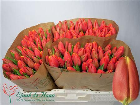 <h4>Tu En Trailblazer</h4>