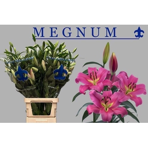 LI OT MEGNUM