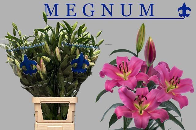 <h4>LI OT MEGNUM</h4>