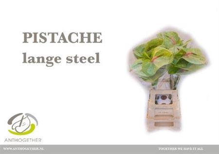 <h4>Anthurium Pistache</h4>