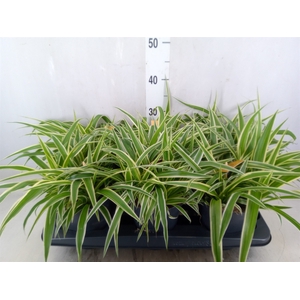 Chlorophytum com. 'Ocean'