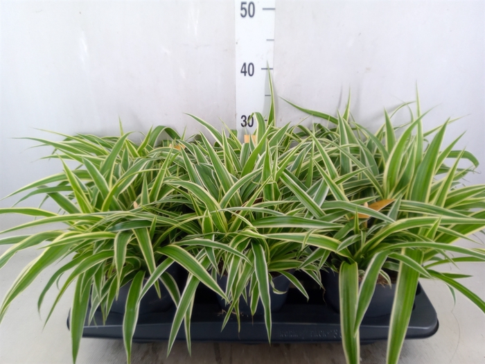 <h4>Chlorophytum com. 'Ocean'</h4>
