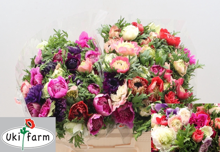 <h4>ANEM CO LEVAN MIX</h4>