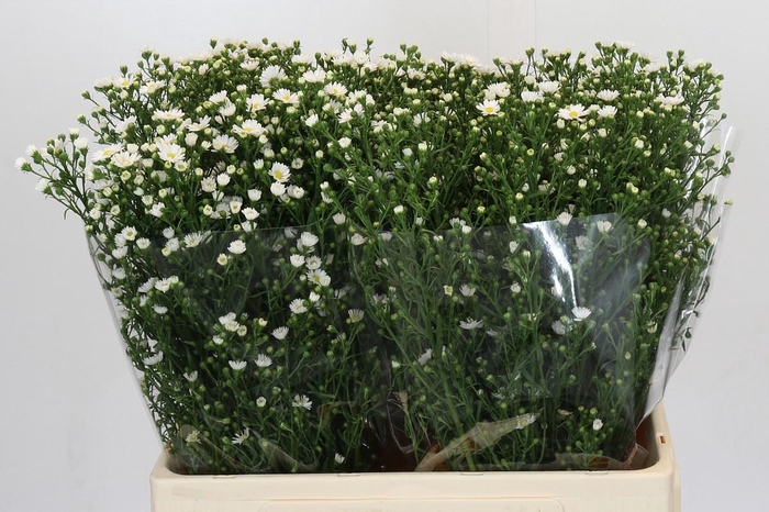 <h4>AST PAQUITA</h4>