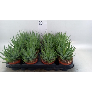 Aloe humilis