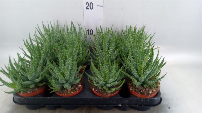 <h4>Aloe humilis</h4>