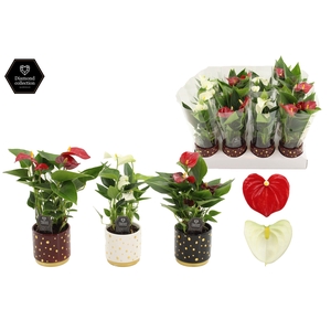 Anthurium 7 cm Red & White mix in Sparkle ceramics