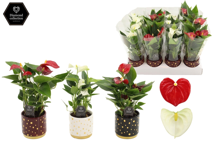 <h4>Anthurium 7 cm Red & White mix in Sparkle ceramics</h4>