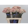 Ozothamnus Cooks Pink