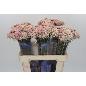 Ozothamnus Cooks Pink