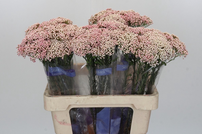 <h4>Ozothamnus Cooks Pink</h4>
