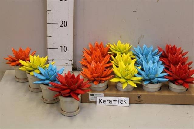 <h4>ARR SUCCULENTEN</h4>