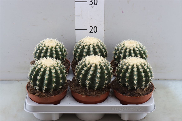 <h4>Echinocactus Brevispina</h4>