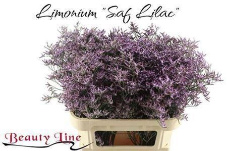 <h4>Lim Saf Lilac</h4>