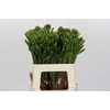 Kaaps Groen Albigreen