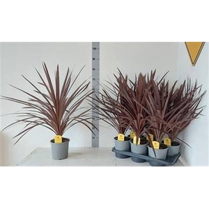 CORD AUS RED STAR