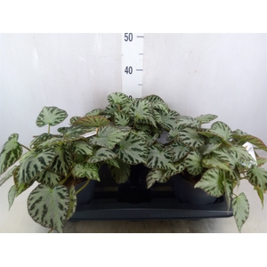 Begonia BD 'Silver Jewell'
