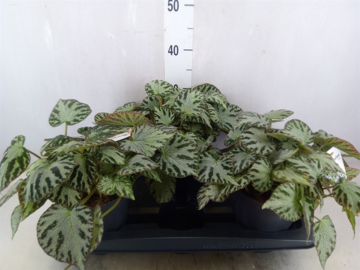 <h4>Begonia BD 'Silver Jewell'</h4>