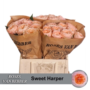 R GR SWEET HARPER!