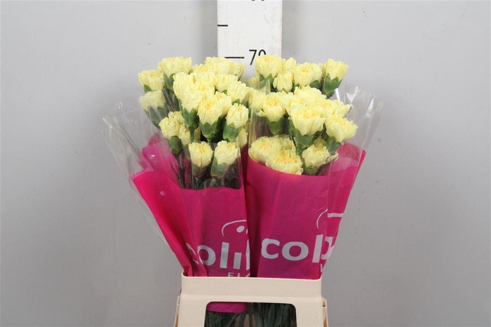 <h4>Di St Hermes</h4>