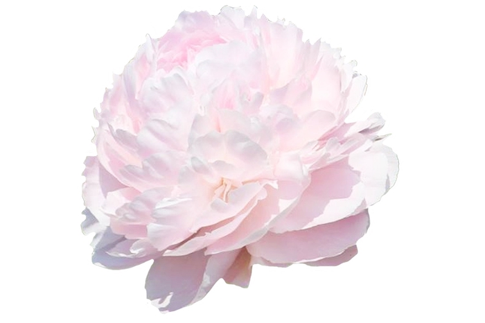 <h4>Paeonia Pillow Talk</h4>