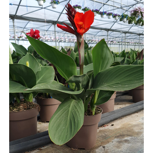 Canna gemengd