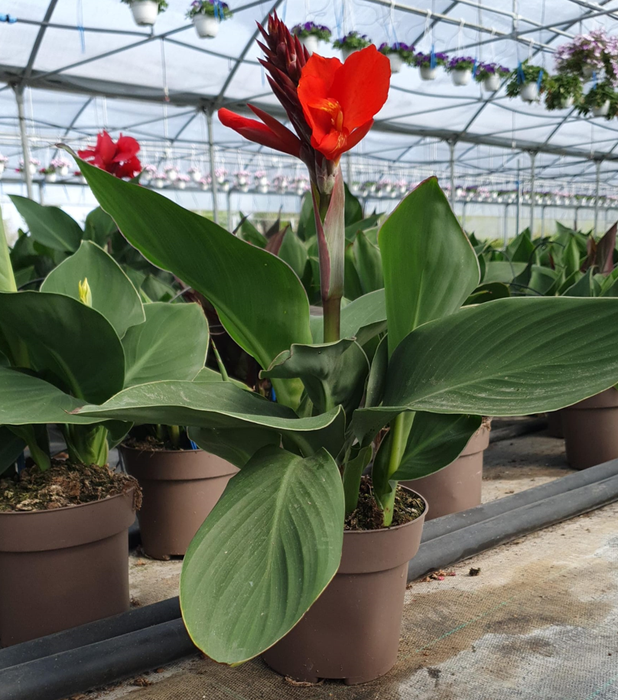 <h4>Canna gemengd</h4>