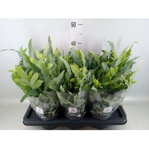 Phlebodium aureum 'Blue Star'