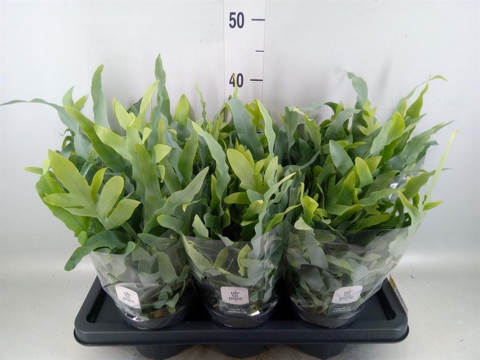 <h4>Phlebodium aureum 'Blue Star'</h4>
