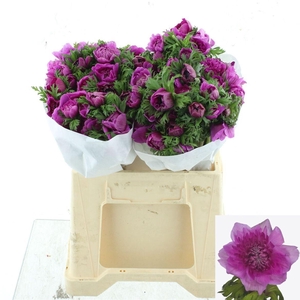 ANEM CO LEVAN FUCSIA