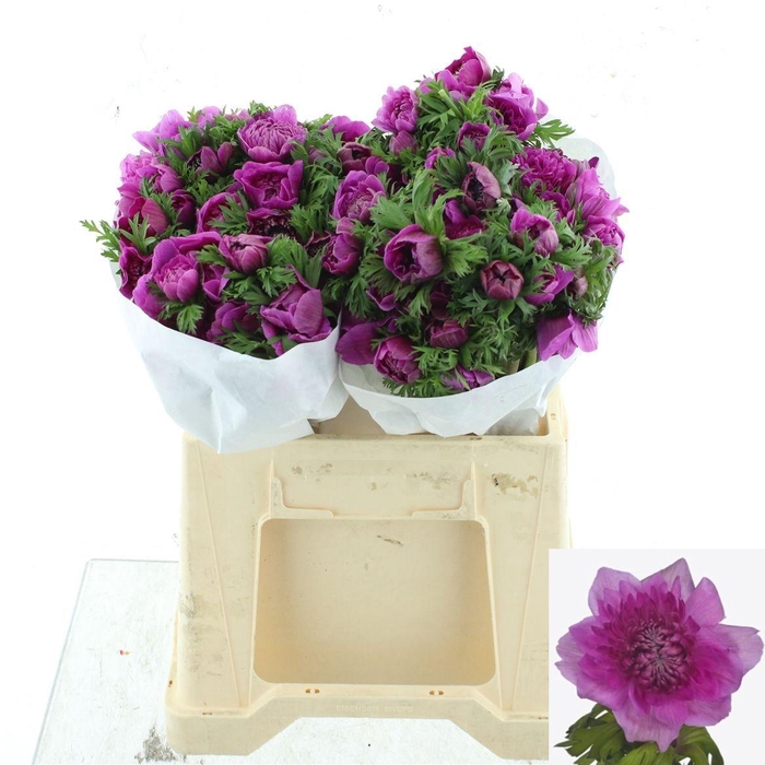 <h4>ANEM CO LEVAN FUCSIA</h4>