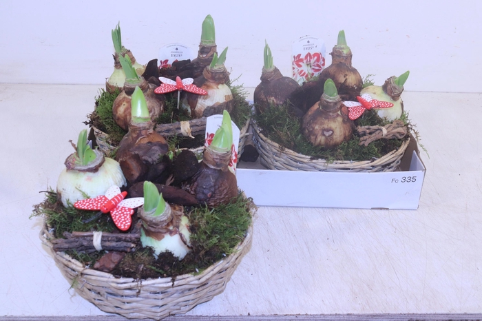 <h4>ARR HIPPEASTRUM</h4>