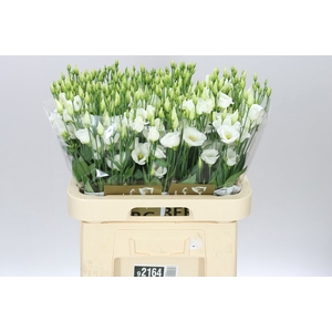 Eust E Piccolo White