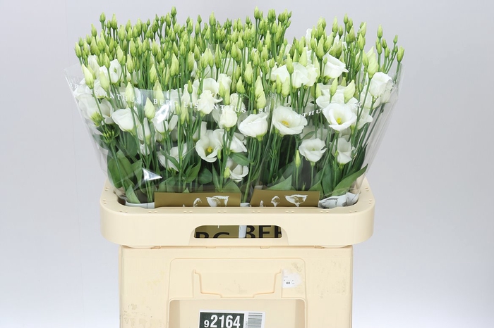 <h4>Eust E Piccolo White</h4>