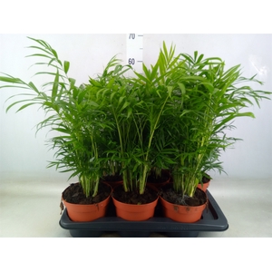 Chamaedorea elegans