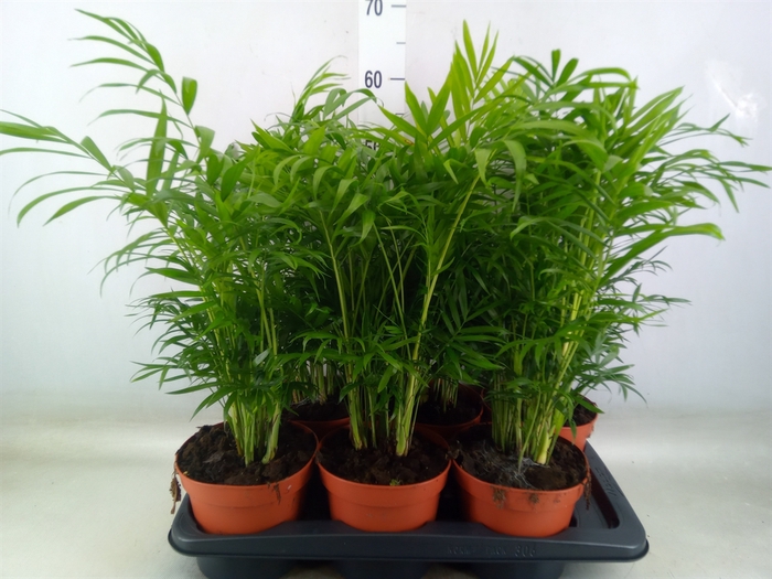 <h4>Chamaedorea elegans</h4>