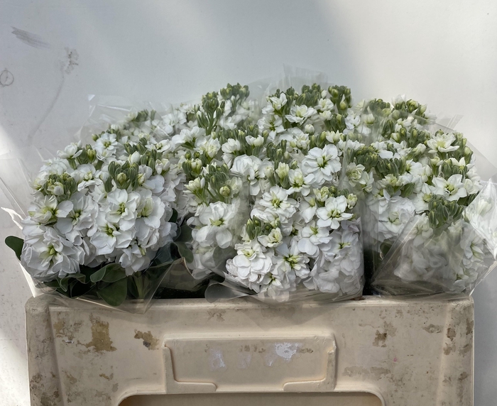 <h4>MATTH AIDA WHITE</h4>