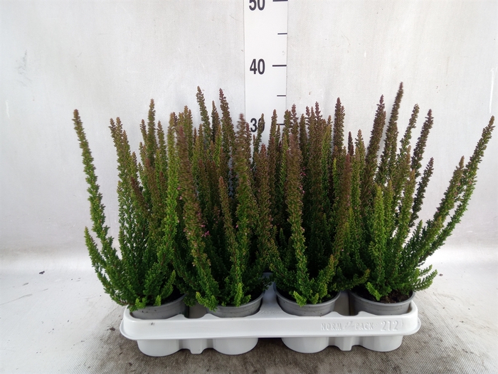 Calluna vulg. 'Skyline Stockholm'